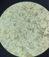 Visita técnica: Investigación y Educación Ambiental para la Reproducción y Manejo del Cangrejo Azul (Cardisoma guanhumi) en Cautiverio. 3